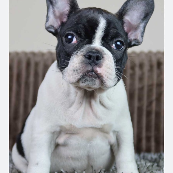 Meet your Posher, Sherry - Picture 1 of 1